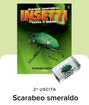 Collezione INSETTI da tutto il mondo - RBA 2026