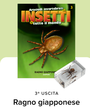Collezione INSETTI da tutto il mondo - RBA 2026