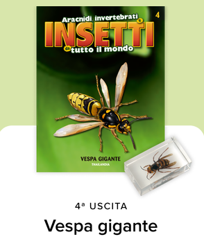 Collezione INSETTI da tutto il mondo - RBA 2026