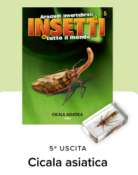 Collezione INSETTI da tutto il mondo - RBA 2026