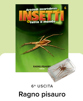 Collezione INSETTI da tutto il mondo - RBA 2026