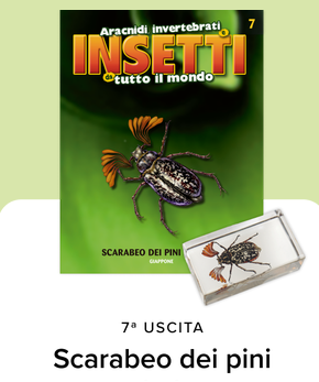 Collezione INSETTI da tutto il mondo - RBA 2026