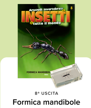 Collezione INSETTI da tutto il mondo - RBA 2026