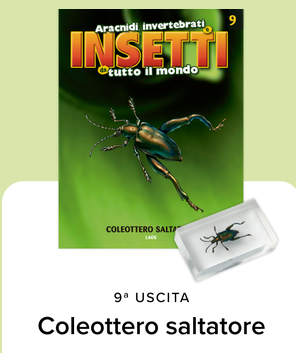 Collezione INSETTI da tutto il mondo - RBA 2026