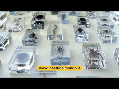 Collezione INSETTI da tutto il mondo - RBA 2026